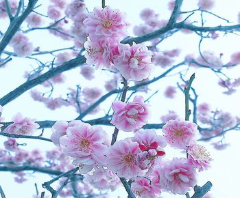 Low angle view of cherry blossom