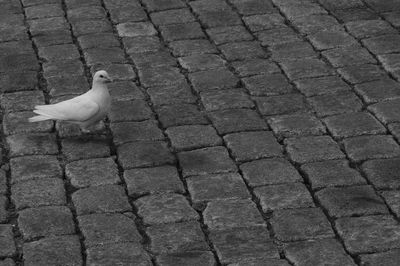 High angle view of seagull perching on cobblestone