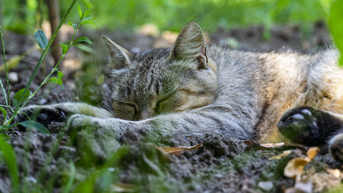 Close-up of a cat resting on field