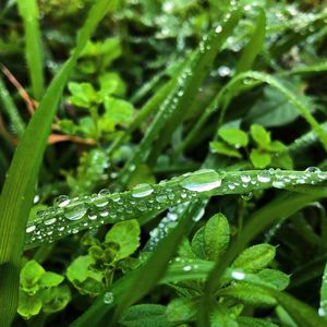 Close-up of wet plants during rainy season