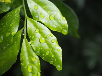 Close-up of wet plant