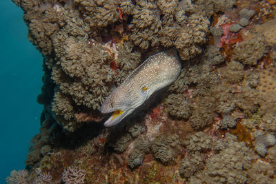 Fish swimming in sea