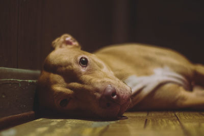 Portrait of dog lying down