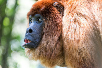 Close-up of monkey looking away in zoo