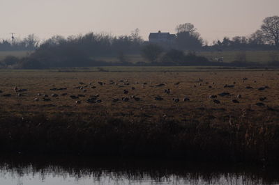 View of birds on field against sky