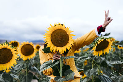 Young woman hiding behind sunflower in sunflower field