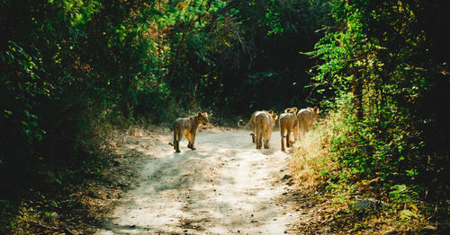 People walking in a forest