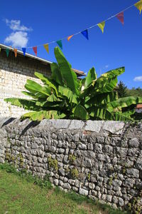 Plants against sky