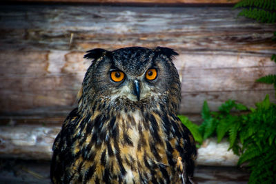 Close-up portrait of owl