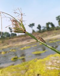 Close-up of insect on plant