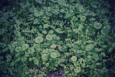 Plants growing in water