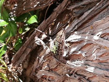 Close-up of lizard on tree