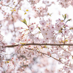 Close-up of cherry blossoms on tree