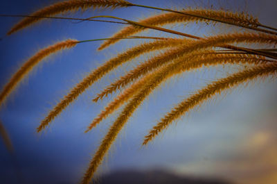 Low angle view of plants growing on field against sky