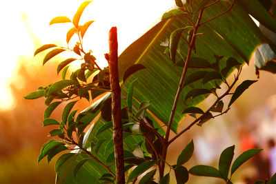 Plants growing during sunset