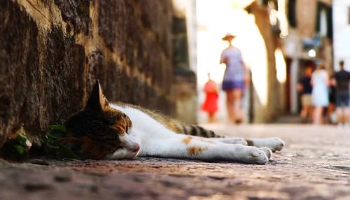 View of a cat on footpath