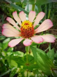 Close-up of pink flower blooming outdoors