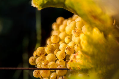 Close-up of grapes