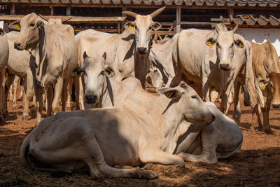 Cows in a farm