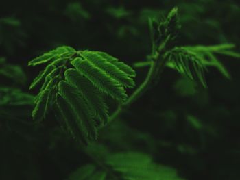 Close-up of fern leaves