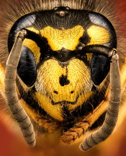 Close-up view of bee 