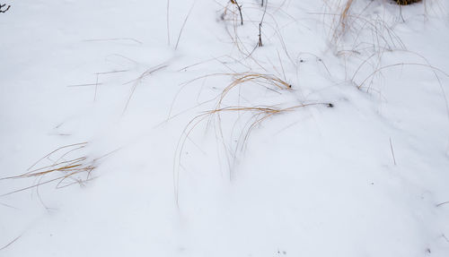 Close-up of snow on land