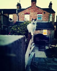 Cat sitting on house wall