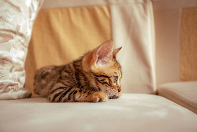 Cat lying on bed at home