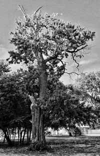 Trees on landscape against sky