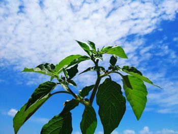 Low angle view of green leaves against sky