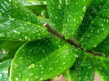 Close-up of wet plant leaves during rainy season