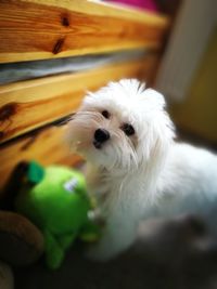 Close-up portrait of dog