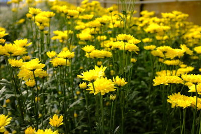 Close-up of yellow flowers blooming in field