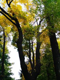 Low angle view of trees