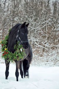 Horse standing on snow covered field