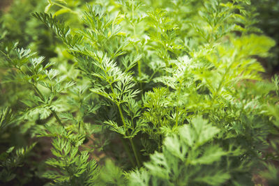 Close-up of green leaves