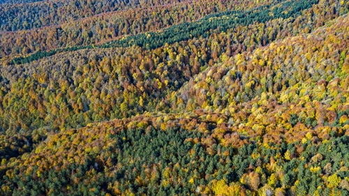 High angle view of pine trees in forest during autumn