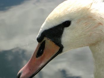 Close-up of swan