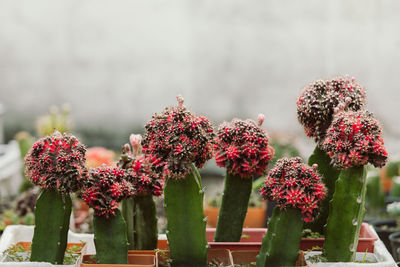 Close-up of red flowering plants against blurred background