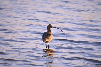 Bird on a lake