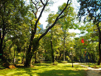 Trees growing in a park