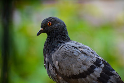 Close-up of bird perching