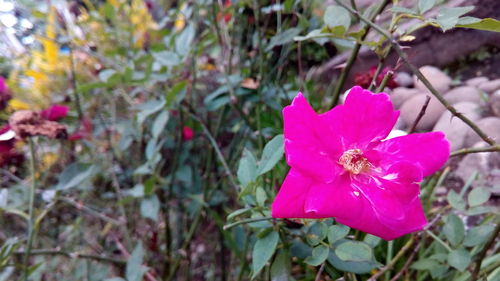 Close-up of pink flower blooming outdoors