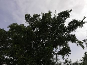 Low angle view of trees against sky