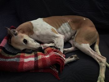 Close-up of dog relaxing on blanket