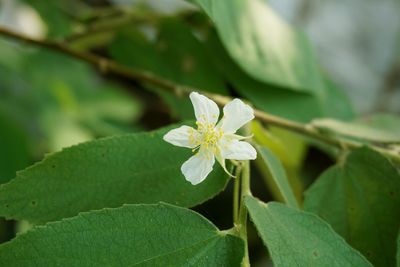 Close-up of white flower blooming outdoors