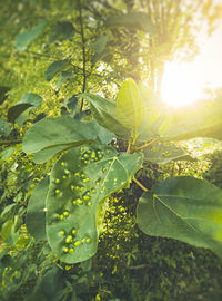Close-up of fresh green leaves on sunny day