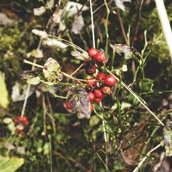 Close-up of berries growing on tree