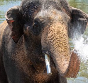 Close-up of elephant