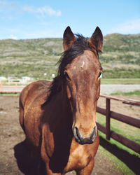 Horse standing in ranch in patagonia